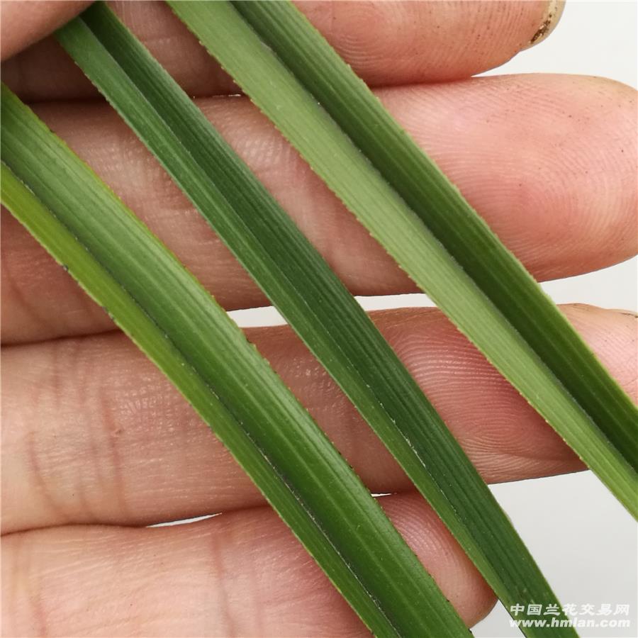 漂亮蕙兰低矮木纹草 - 中国兰花交易网