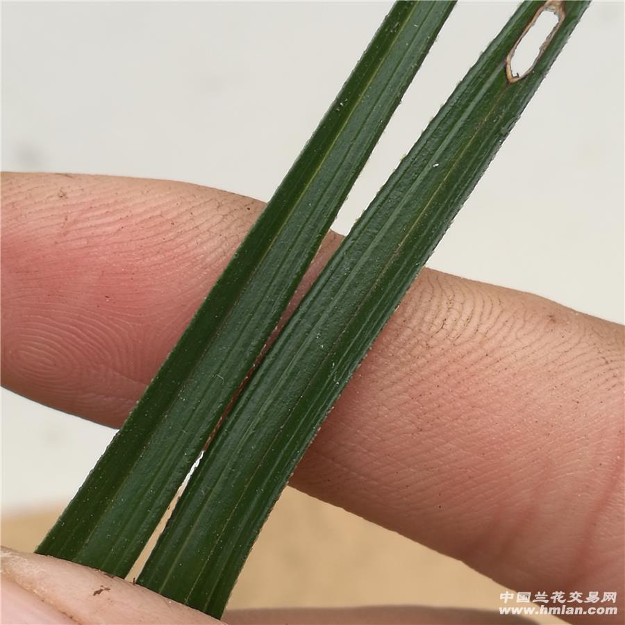 下山龙根木纹皮草 - 中国兰花交易网