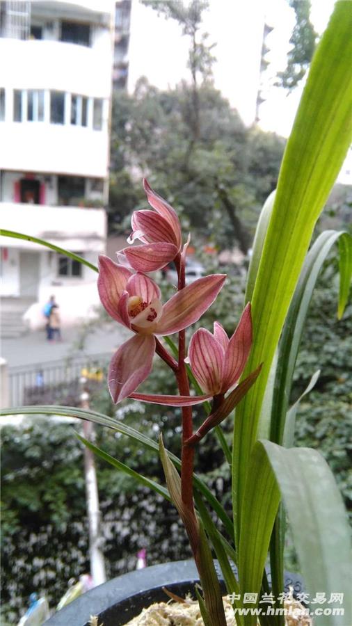 春剑 彩霞红荷(一发二结构,阳台自然草)