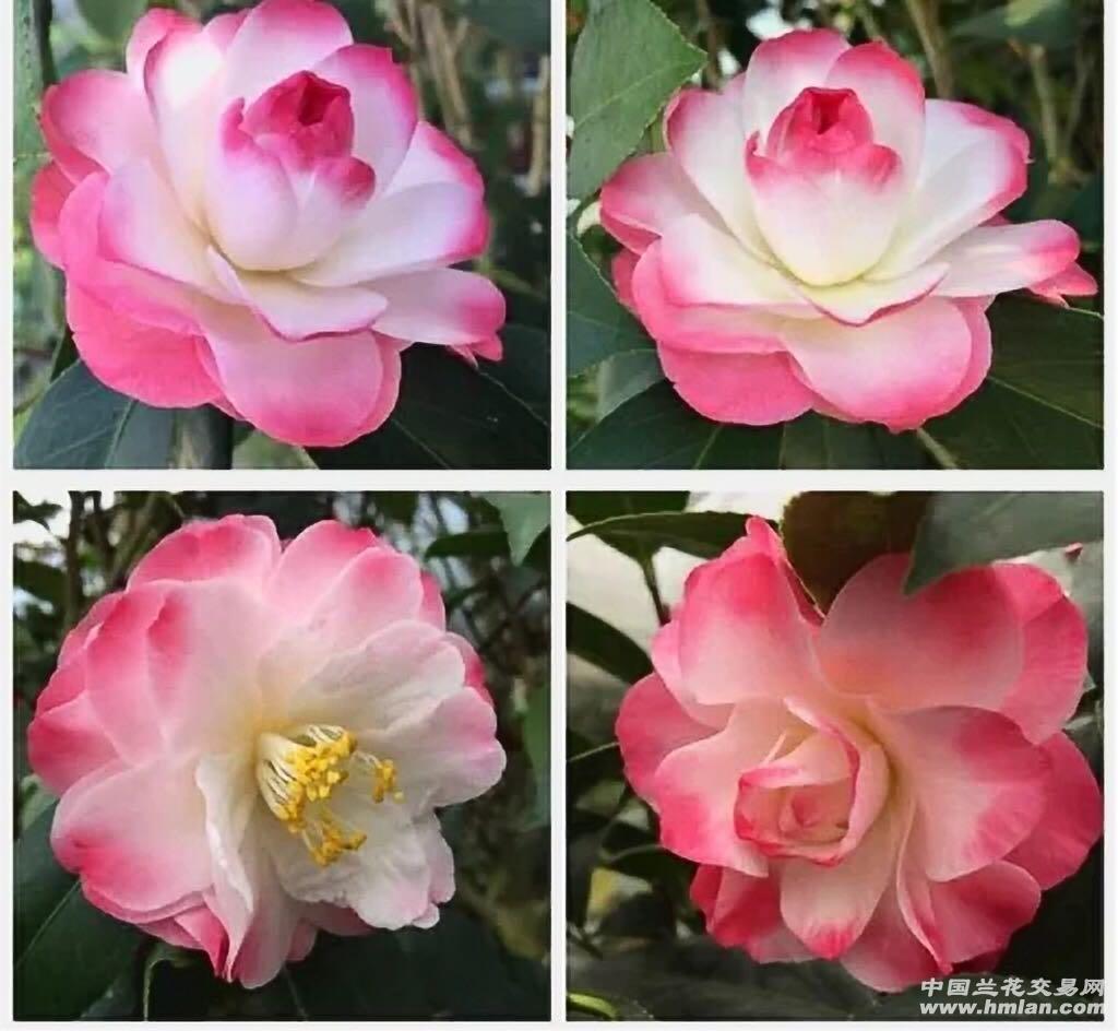 茶花新品,迷茫的春天,带花苞