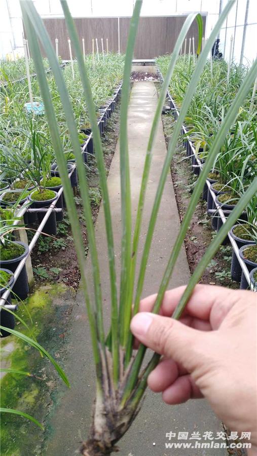 送春红素带花苞