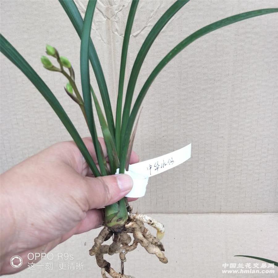 超值靓建兰壮苗中华水仙2苗带1花苞