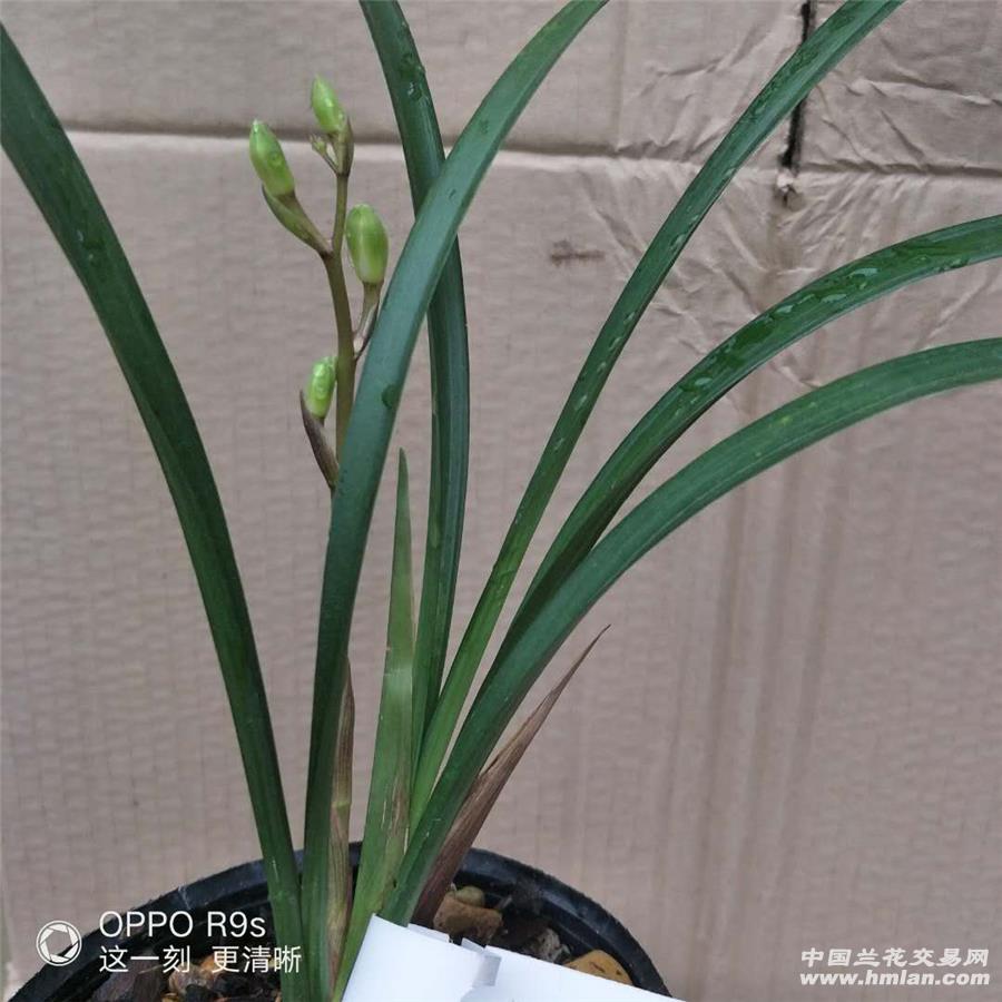 漂亮壮苗建兰中华水仙2苗带1花苞 - 中国兰花交