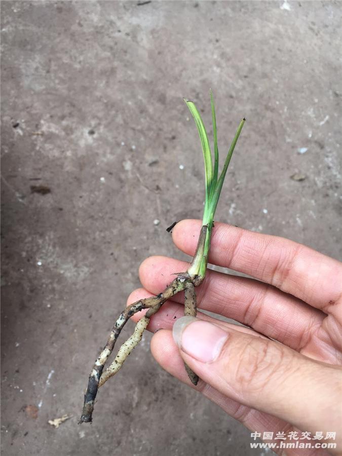 下山龙根春剑连代虎斑艺