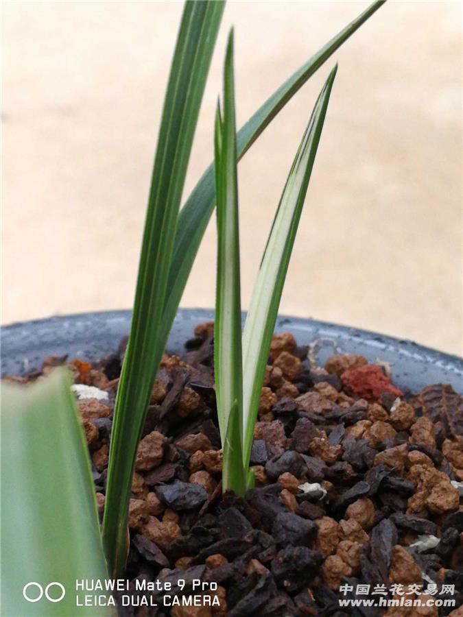 春兰艺草
