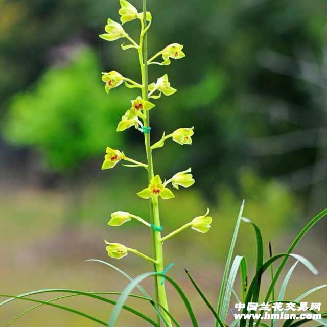 海归蜂巧～1发2 中国兰花交易网