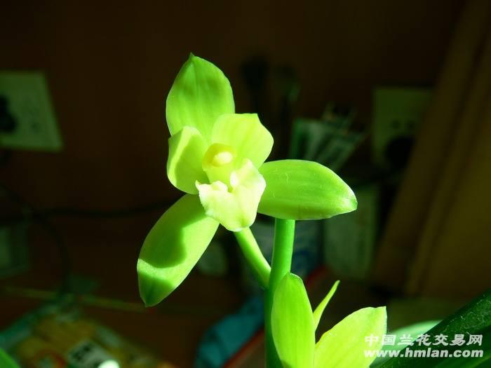 素君荷,包邮偏远地区不包邮,我微信134596807