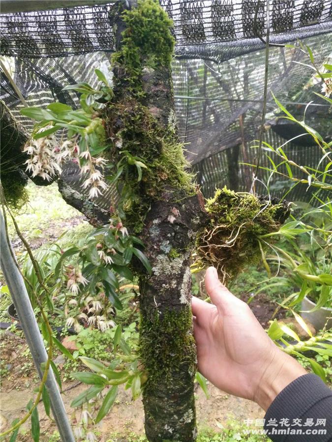 珍虫石斛