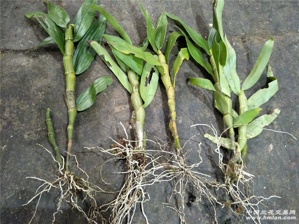 野生大苞鞘石斛4颗一起放价出售