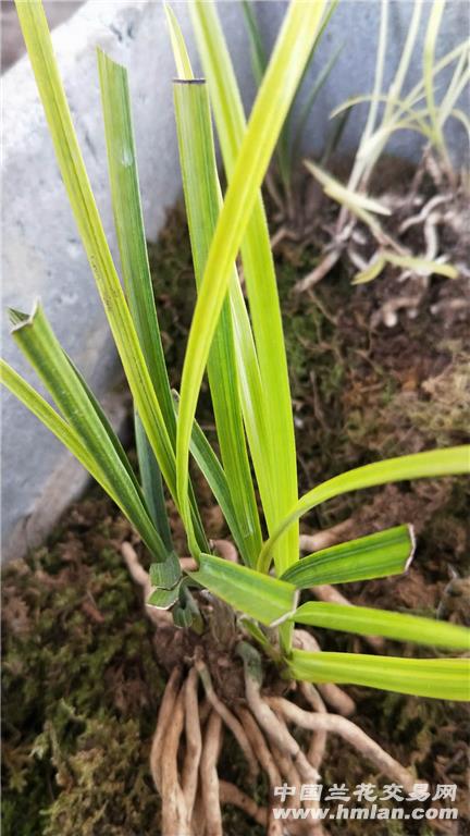 惠朱金颜色散斑变形草