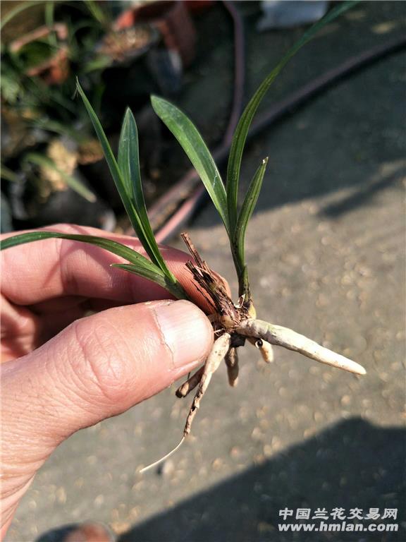 云南朵朵香春兰叶型赌草