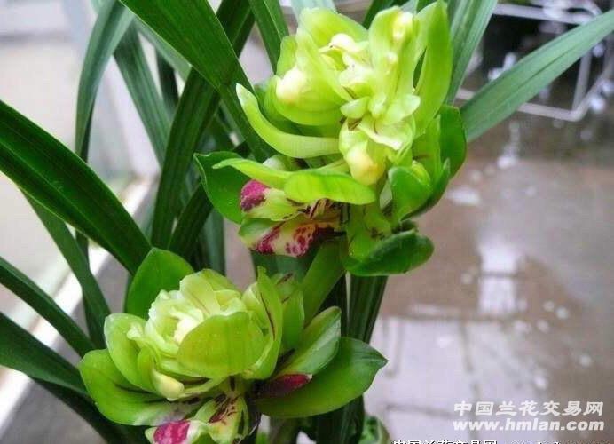 春兰九仙牡丹3苗带2花 - 中国兰花交易网