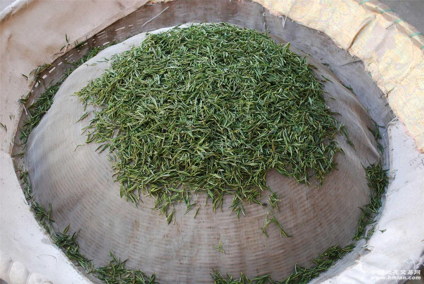 17明前茶,岳西翠兰