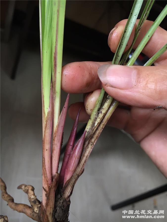 刚下山春兰极品斑艺红芽红花苞赌极品斑艺红花素
