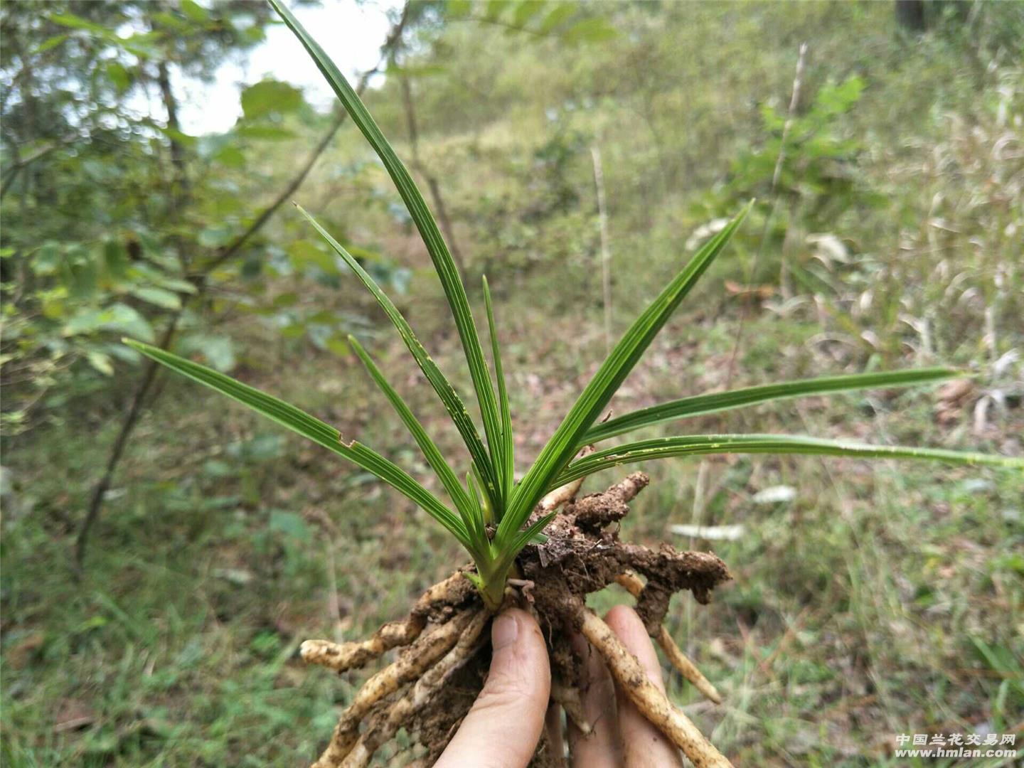 下山蕙兰水晶斑