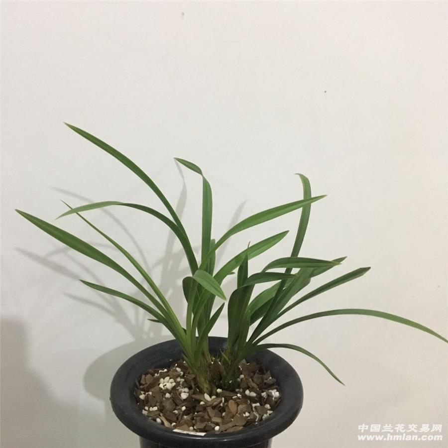 黄荷奇4苗1花 - 中国兰花交易网