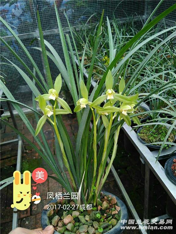 自然养植银杆素四苗壮草带花苞 - 中国兰花交易网