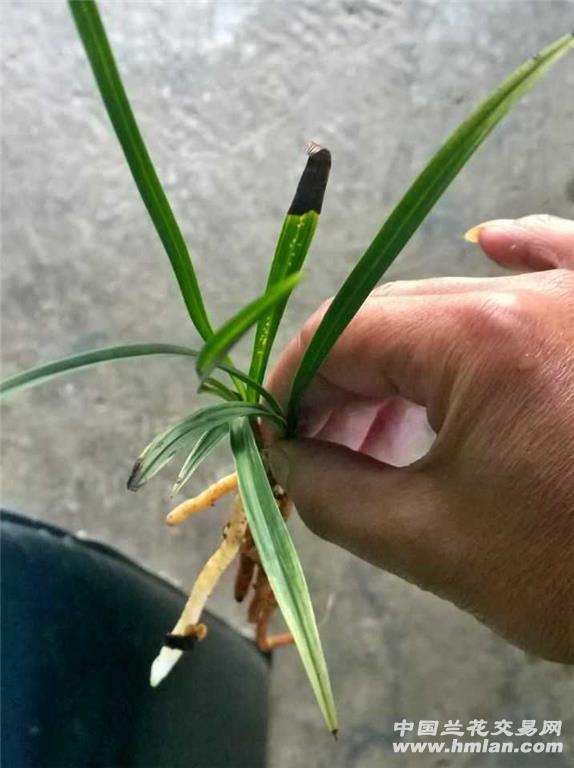 所有分类 春兰水晶刷尾艺  春兰水晶刷尾艺,二连苗,艺向稳定草型中部
