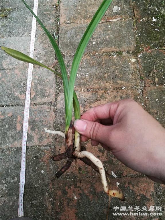 茶城榜荷引种草1 - 中国兰花交易网