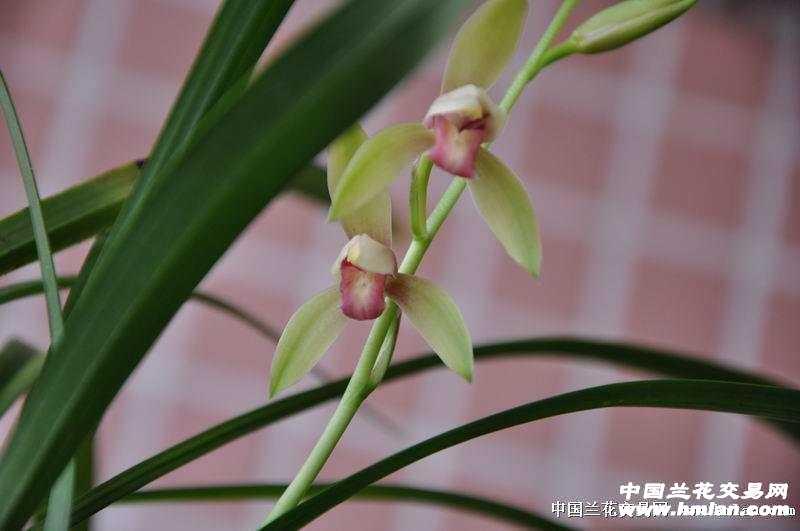 建兰红舌名品(红玉)子苗带开嘴大芽