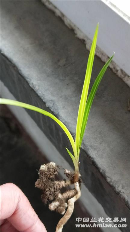 所有分类 下山蕙兰龙根朱金颜色变形草  下山蕙兰龙根朱金颜色变形斑.