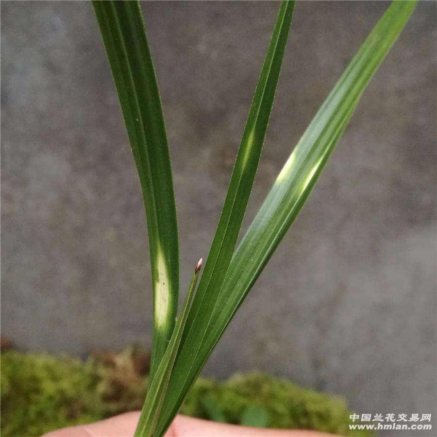 下山小斑草,根少,介意勿拍