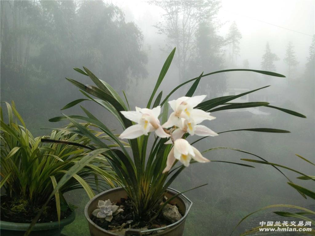 象牙白兰花