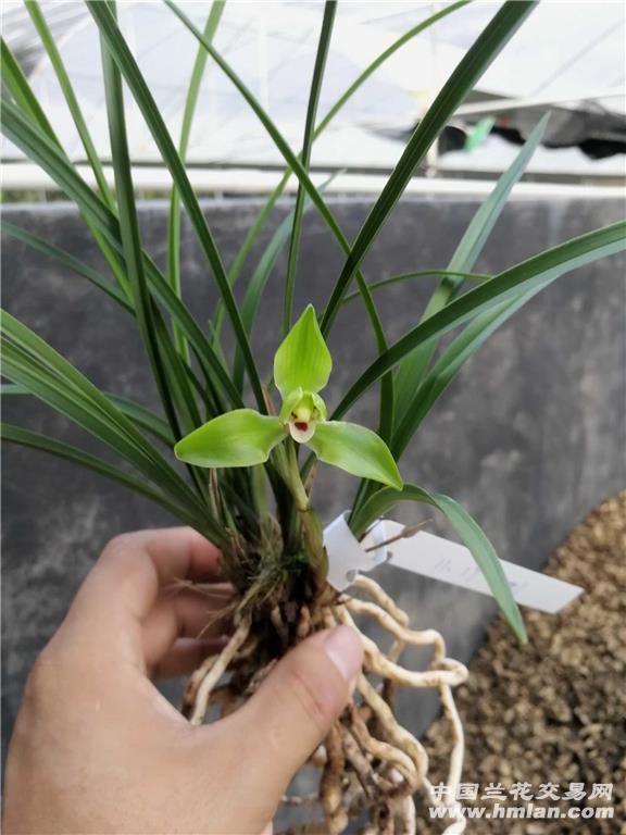老种春兰(翠一品)带2花 - 中国兰花交易网
