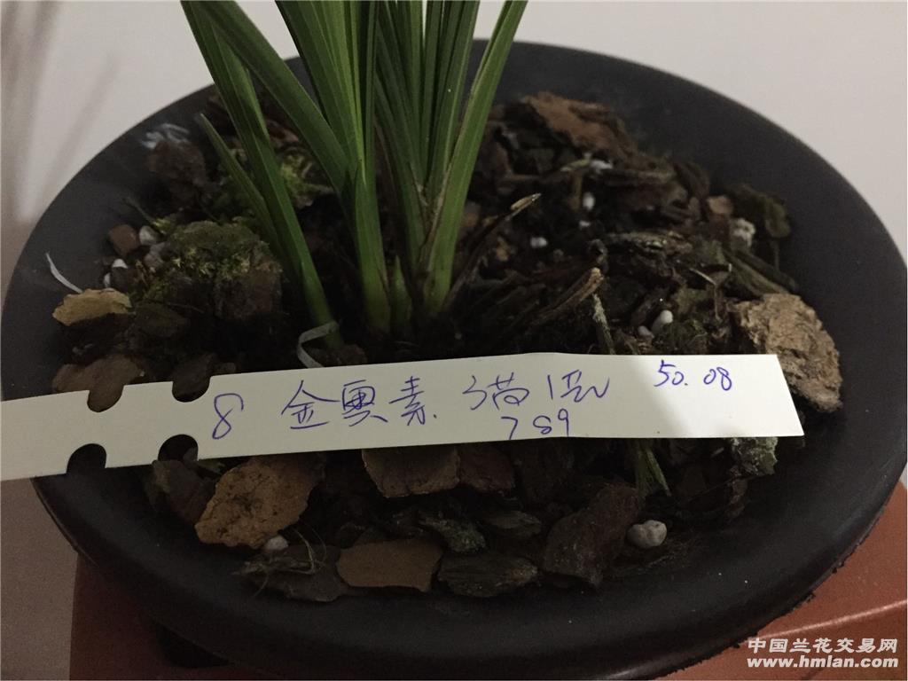 【金奥素】3苗1花8号