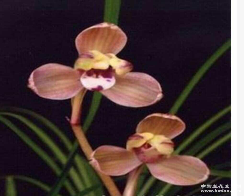 滇梅1 共4苗4花苞1芽 - 中国兰花交易网