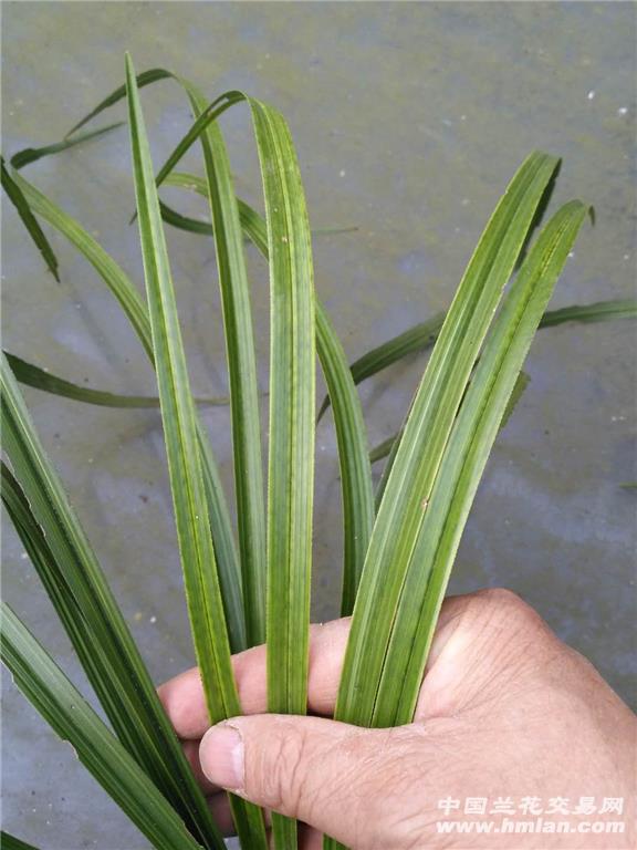 品种来源:本地下山 品种简介:下山蕙兰连苗青花斑带花苞,叶宽,斑艺