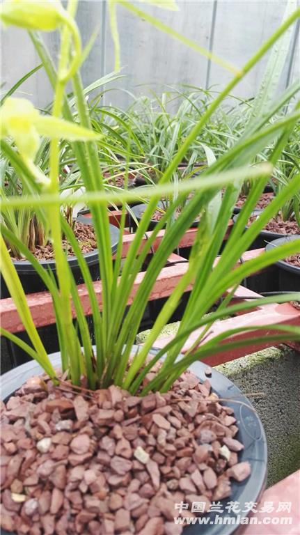 所有分类 下山新品 送春 色花 送春素正开花11.