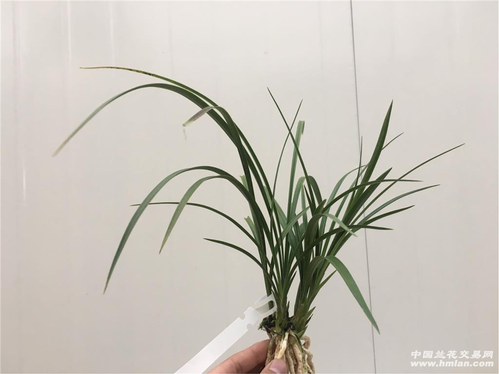 慈恩素 5苗1花4芽 - 中国兰花交易网