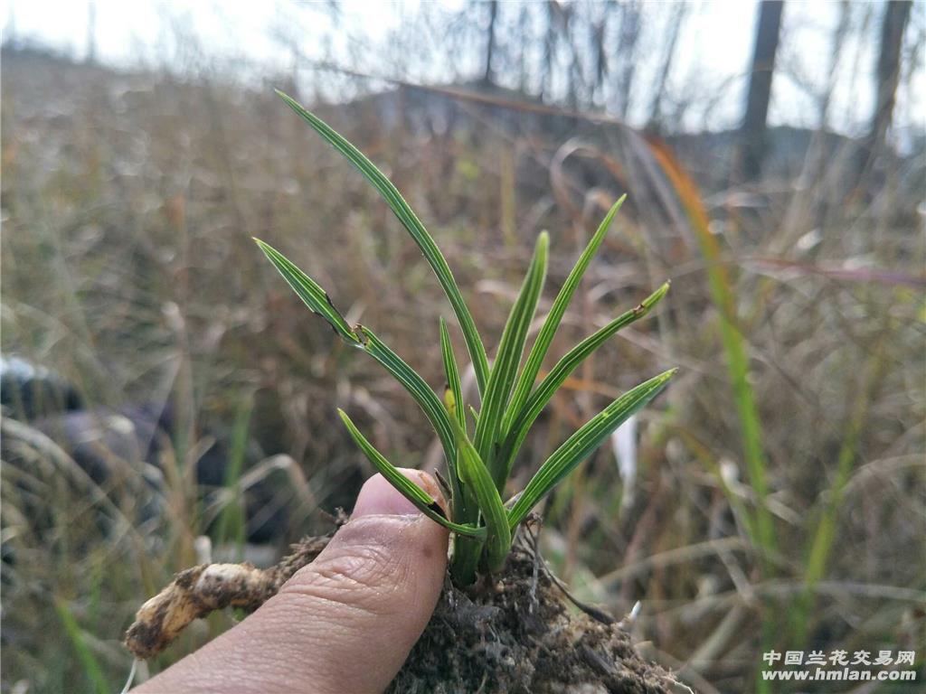 下山矮惠龙根水晶斑