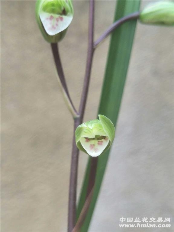 寒兰 雪花红舌