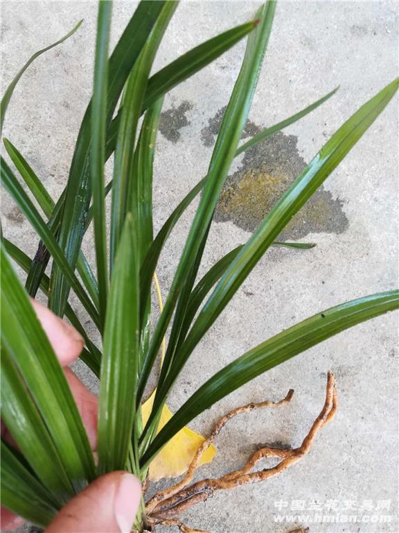 下山春兰 叶型草 赌荷 两花苞.图片