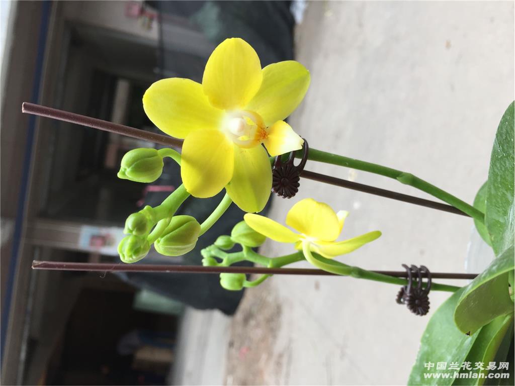 金黄色,蝴蝶兰原盆发货,2喵2杆花,不分季节开花