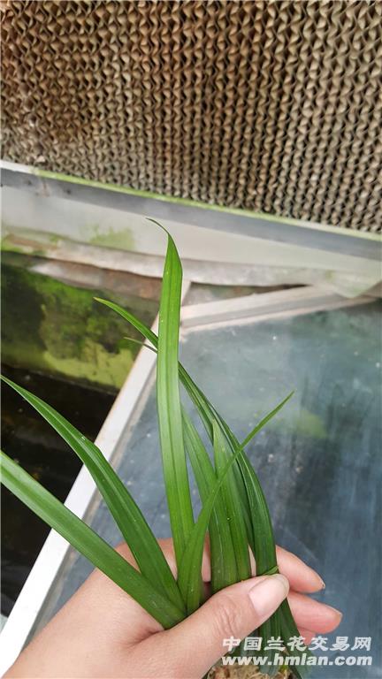 所有分类 凤凰炽翼 凤凰炽翼:软叶荷型复色,春剑大花荷型复色,黄图片