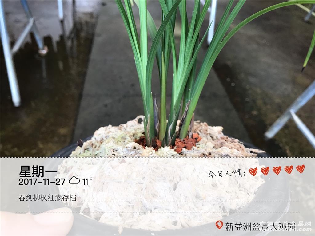 柳枫红素 - 中国兰花交易网
