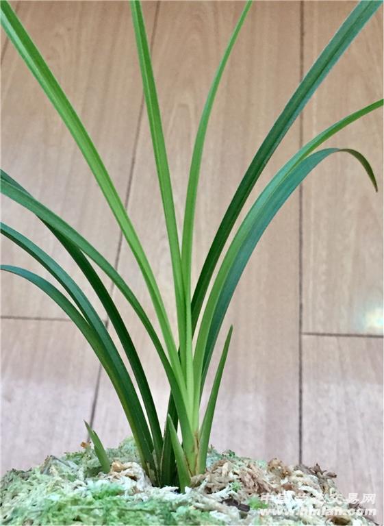 永怀素两苗一芽(中等苗情) - 中国兰花交易网