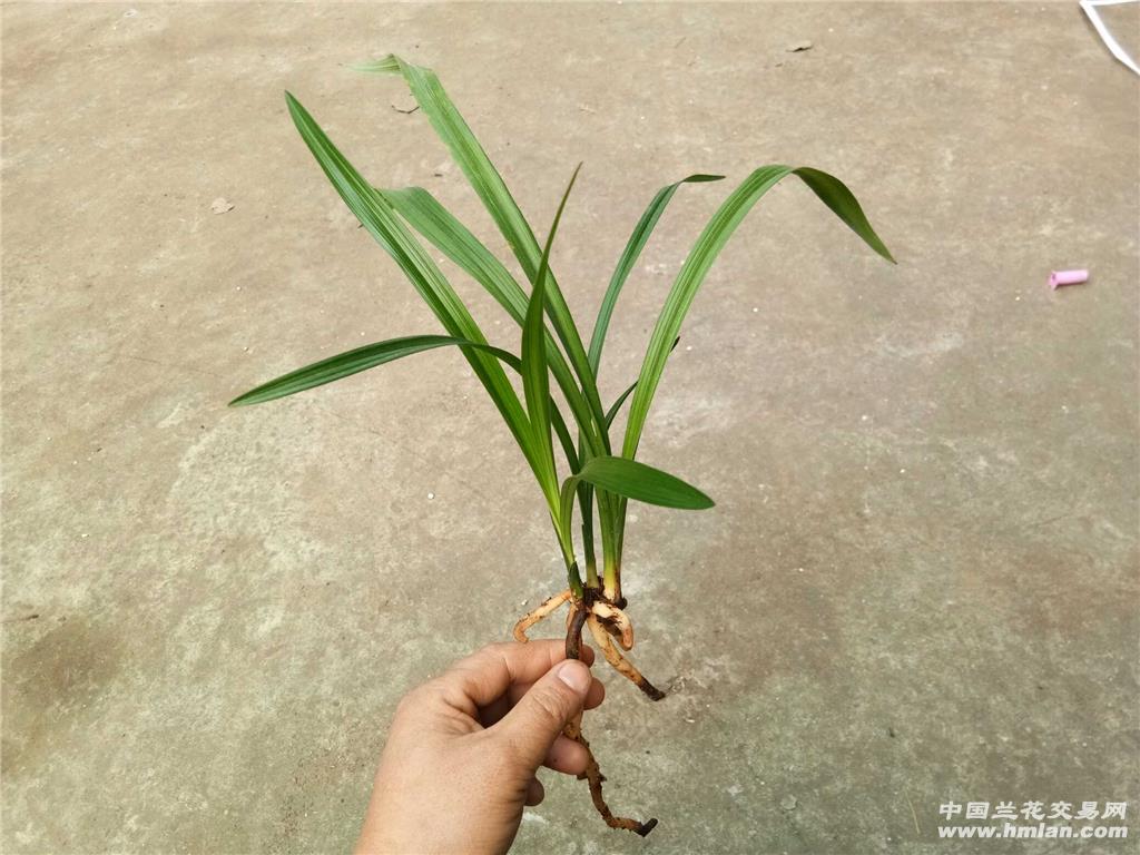 春剑金品红花荷《金山红荷》