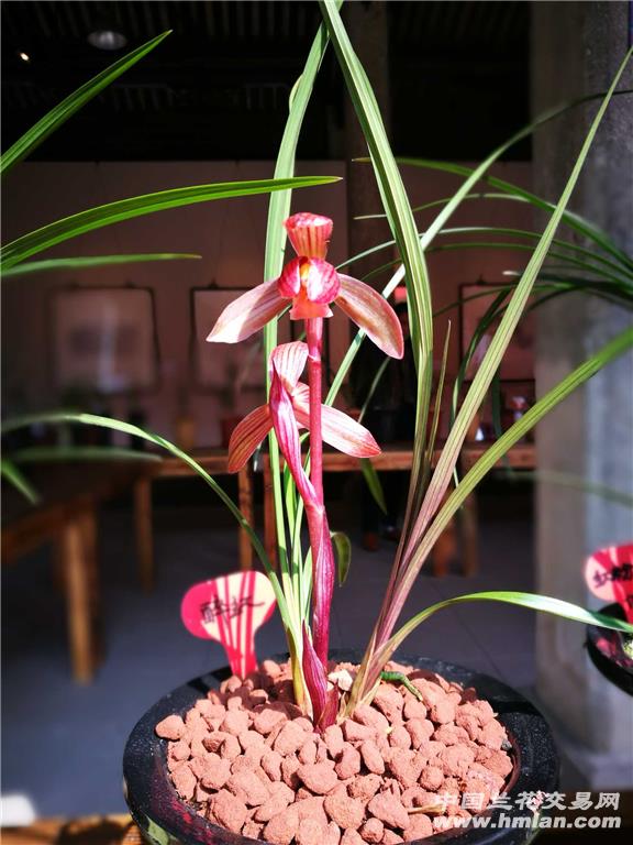 醉红素壮草带花 - 中国兰花交易网