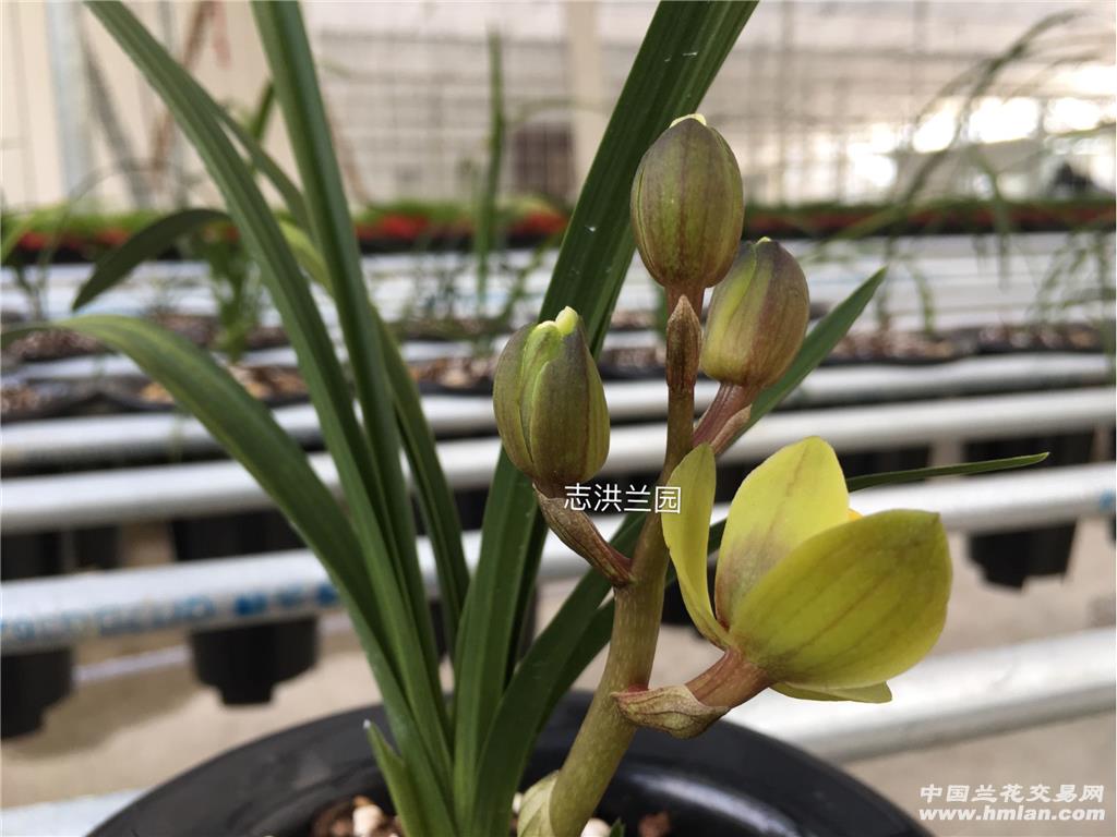 蕙兰新品荷带花苞