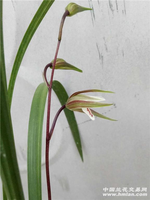 细叶寒兰红杆转色花u型素舌
