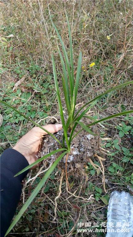 c305连四苗春兰水晶斑草带花苞
