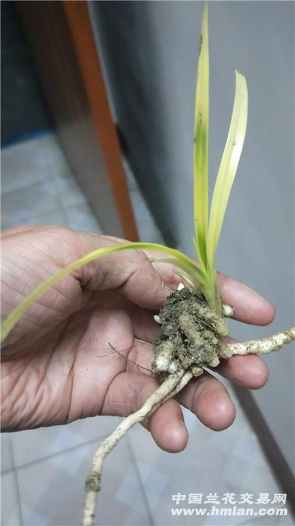 下山蕙兰龙根变形斑草