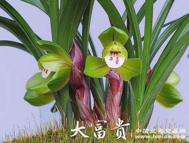 引种苗春兰大富贵实物看图