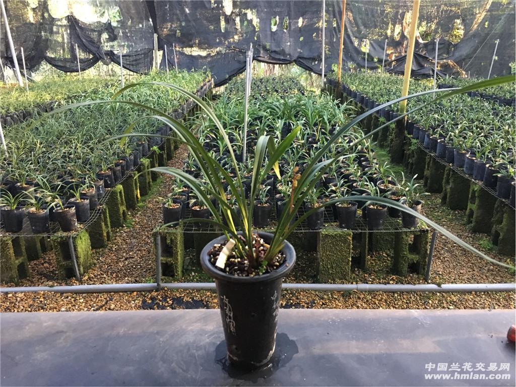 建兰中华水仙带花出售