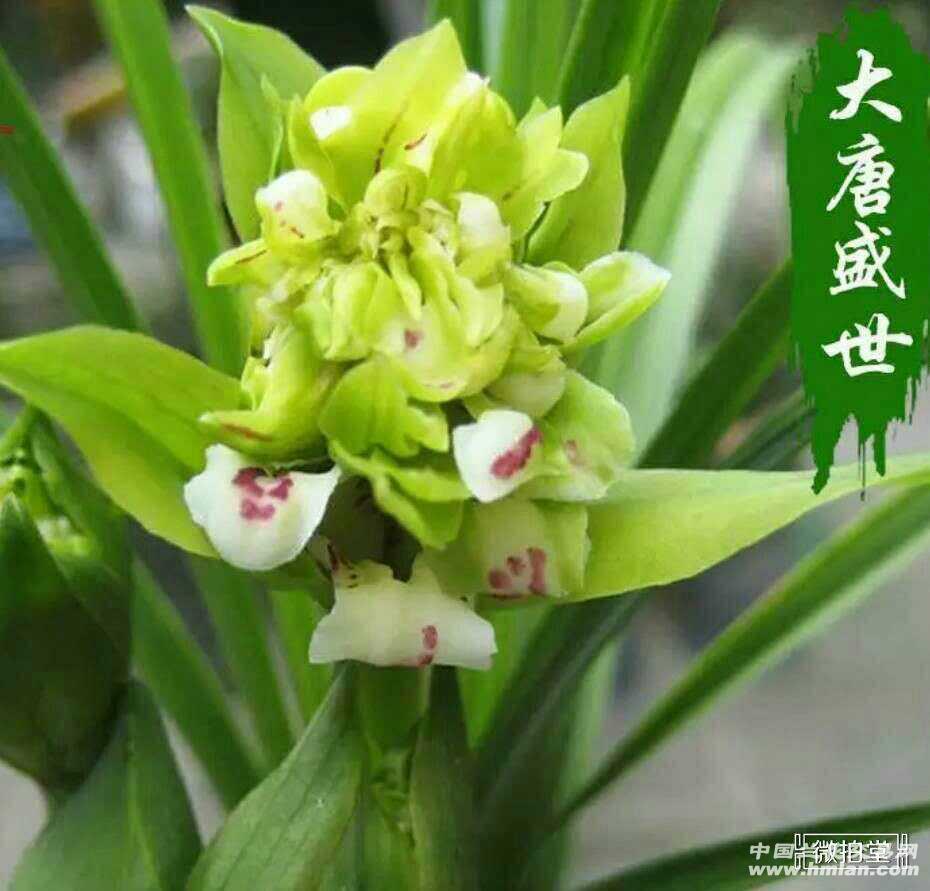 大唐盛世带4花苞 - 中国兰花交易网