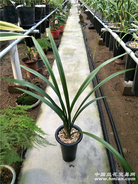 墨兰-白墨(3苗带2花)申通包邮